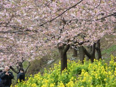桜咲く、神奈川松田町西平畑公園の河津桜