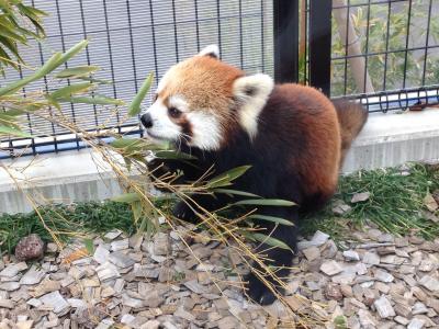 レッサーパンダ研究の旅〈1〉日本平動物園