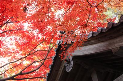 2013.11 見事な紅葉の永源寺