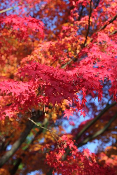 紅葉の京都　-日帰り旅-