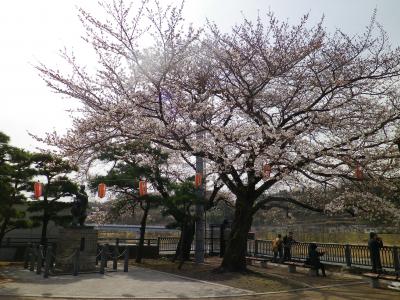 桜咲く、東京羽村市羽村の堰