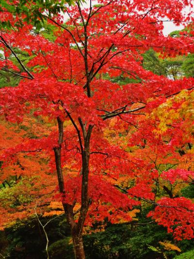 弥彦-4　　弥彦公園　もみじ谷;錦秋　紅葉真っ盛り　　☆観月橋付近が見ごろ