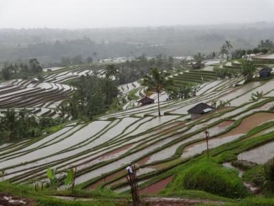はじめてのインドネシア2014年1月【ジャティルイ・ライステラス】