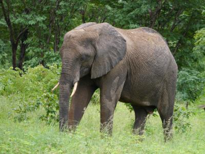 南アフリカ・ジンバブエ・ボツワナ・ザンビア③ 