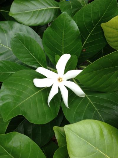 GUAM旅行＊5日目＊