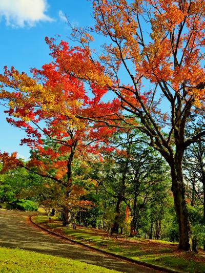 万博公園-2　日本庭園　（上代・中世・近世・現代の粋）　☆名木・紅葉の美