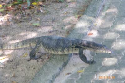 家族4人で海外旅行 コタキナバル<サンデーマーケット&マヌカン島編>