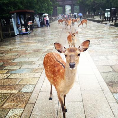 ＊奈良～一泊ニ日の女ふたり旅＊