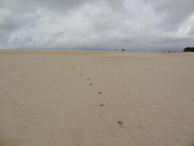 2013/14 年越しハネムーン＠タスマニア⑧　Henty Sand Dunes