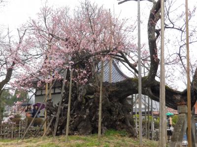 桜咲く、山梨神代桜を観賞するバスツアー