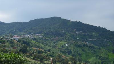 名産のお茶を買いにメーサロンへ