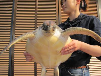 石垣島で初日の出は見る事が出来るのか？ドタバタ弾丸ウミガメ放流の旅