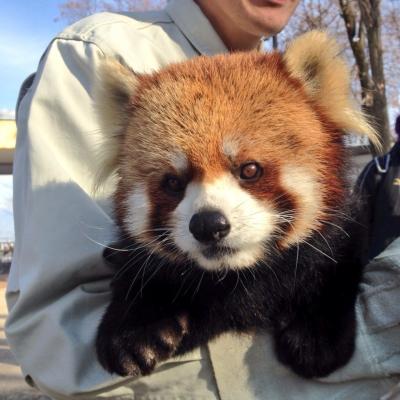 レッサーパンダ研究の旅〈2〉茶臼山動物園