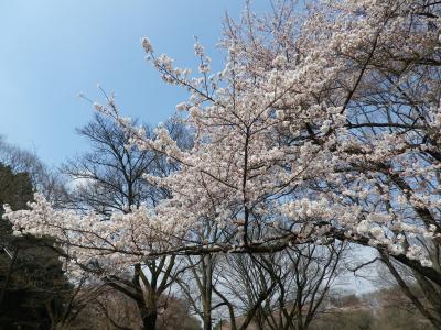 桜咲く、東京の公園小金井公園と江戸東京たてもの園