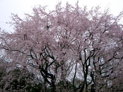 ☆六義園の桜☆