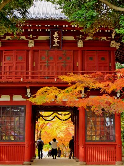 長谷山本土寺a 　日蓮宗の本山/紅葉の名所 ☆[あじさい寺]秋深く