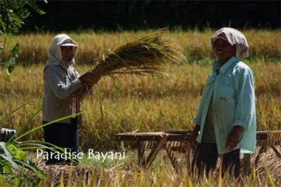 Bali de Bintang Vol.5 (Sidemen)