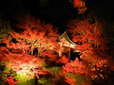 毘沙門堂の紅葉ライトアップ with shimahukurouさん（京都市山科区）