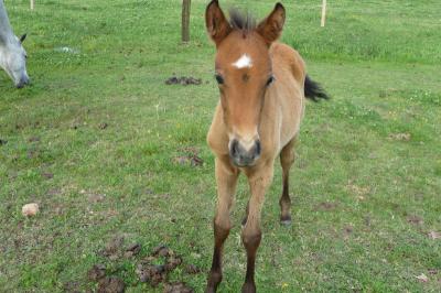 アルゼンチン・ピラールでポロ・クリニック　Vol.4