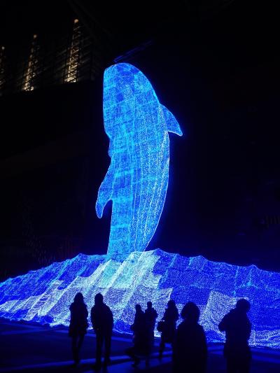 海遊館史上最大　巨大なイルカのイルミネーションが素敵　100万球の光 　【海遊館　ちきゅうたいかんイルミネーション】
