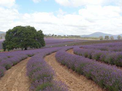 2013/14 年越しハネムーン＠タスマニア⑯　Ross, Bridestowe Lavender Farm