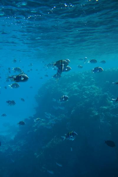 エジプト　～シャルム・エル・シェイク　Hilton Shark Bay Resortの休日