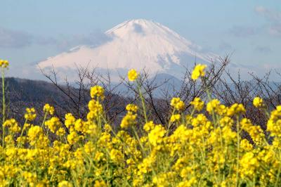吾妻山公園 菜の花と富士山