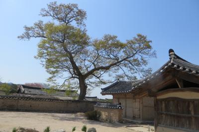 韓国旅行記26(11/19)：4月9日(9)：慶州、校洞村、崔氏古宅