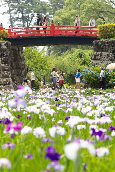 小田原/真鶴/湯河原ぐるり旅【1】～歴史を感じる公園でアジサイ・菖蒲の花の競演～日本100名城【7】小田原城址公園　あじさい・菖蒲まつり2013【前編】
