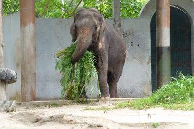 家族4人で海外旅行 クアラルンプール<ズーネガラ&チャイナタウン編>