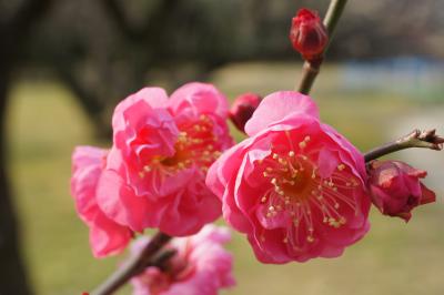 20140118-2 浜離宮庭園 紅梅が咲き始め…