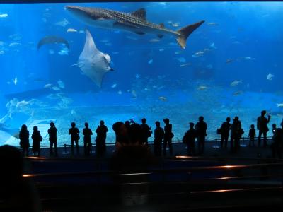 沖縄3泊4日　美ら海水族館と古宇利島(2)