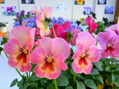 冬の花・春の花　「パンジー・ビオラ展」　大船フラワーセンター