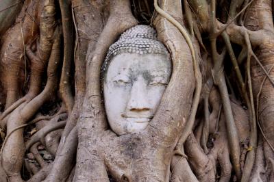 2013冬、タイ王国旅行記2(23/34)：2月5日(8)：アユタヤ遺跡、ワット・プラ・マハタート、仏塔、仏頭