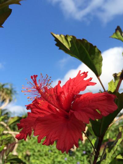 「家族DE沖縄☆お正月旅行」1日目（作成中）