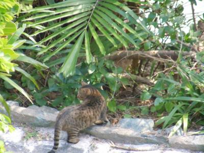 むむっ！イリオモテヤマネコ発見？石垣島＆西表島旅行記☆