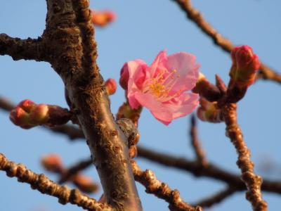 ●○●　２０１４桜さくら（沼津　河津桜編）　○●○