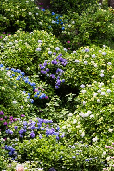 小田原/真鶴/湯河原ぐるり旅【2】～歴史を感じる公園でアジサイ・菖蒲の花の競演～日本100名城【7】小田原城址公園　あじさい・菖蒲まつり2013【後編】