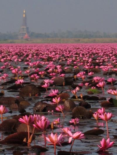ピンクの睡蓮を求めて 東北タイ･コンケンからウドンタニへ(＋半日ビエンチャン)