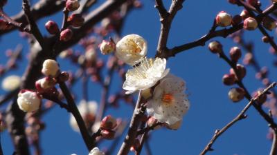長谷寺に早い春　　早咲きの梅が咲き始めています