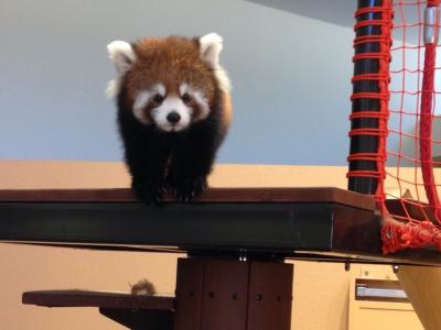 レッサーパンダ研究の旅〈3〉日本平動物園での行動観察