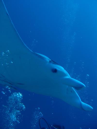 パラオからの韓国ぅ～