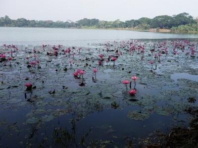 2014新春のバングラ～その３世界遺産バゲルハットと田舎の風景