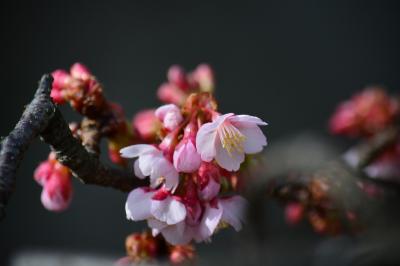 ２０１４年１月２５日　熱海糸川沿いの　あたみ桜の開花状況