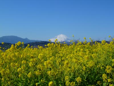 ～ひと足早い春をさがしに～ 二宮・吾妻山公園の菜の花