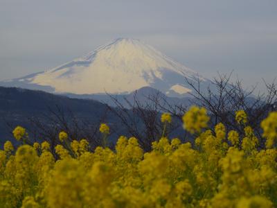 富士山と菜の花の吾妻山公園＋水仙！