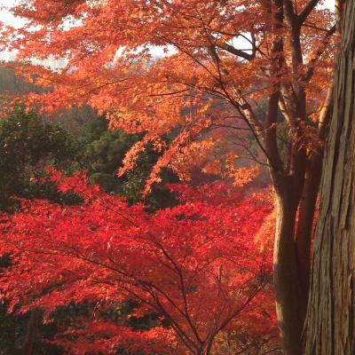 紅葉のなごり