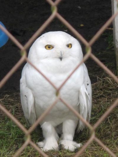 野生動物保護センター（OWL） 1回目： 教育用ケージ見学