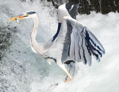 町田・恩田川で野鳥を見ました