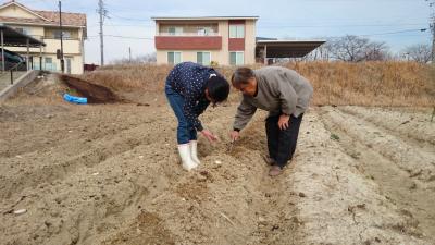 まだまだ寒いが馬鈴薯を植えました